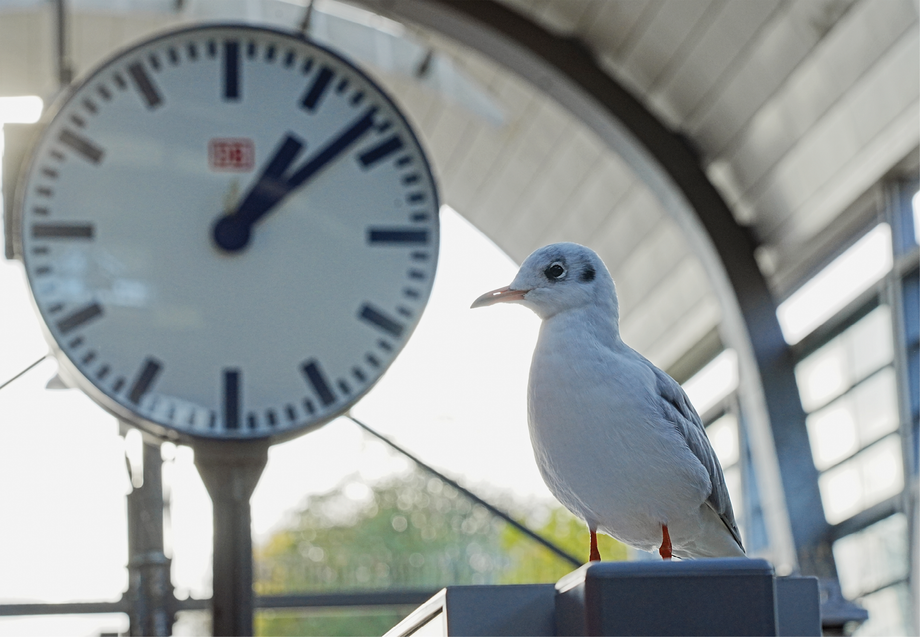 Eine Möwe beobachtet das Geschehen im Kieler Hauptbahnhof – von hier startet auch die Nebenbahn nach Schönberg an der Ostsee